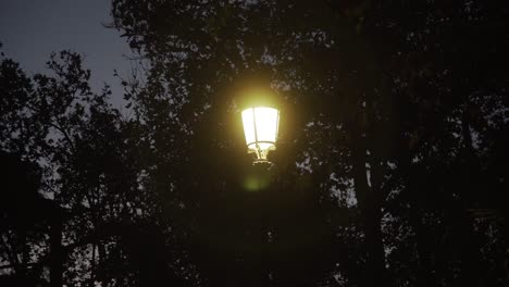 haloed street lamp in a park at dusk