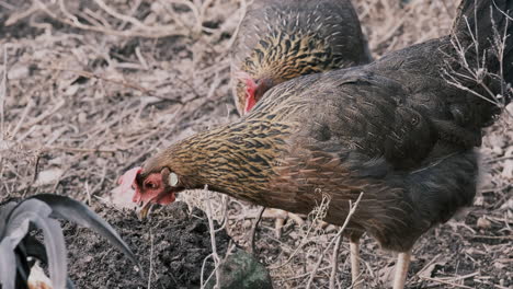 static slomo shot of chickens picking through dirt