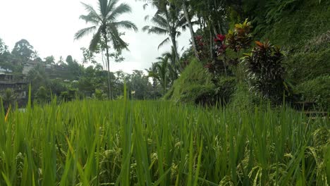 Zeitlupe-Zeigt-Eine-Aufnahme-Der-Reisfelder-Auf-Den-Tegallalang-Reisterrassen-Auf-Bali-In-Indonesien
