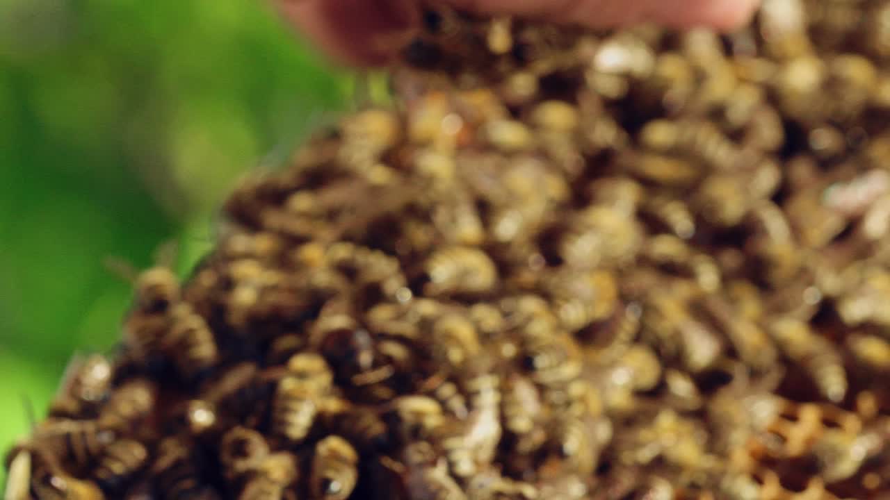 Man's bare hand with many insects crawling over the bees background. Macro shot of beautiful honey bees crawl on male's hand in a sunny day. Apiary concept.