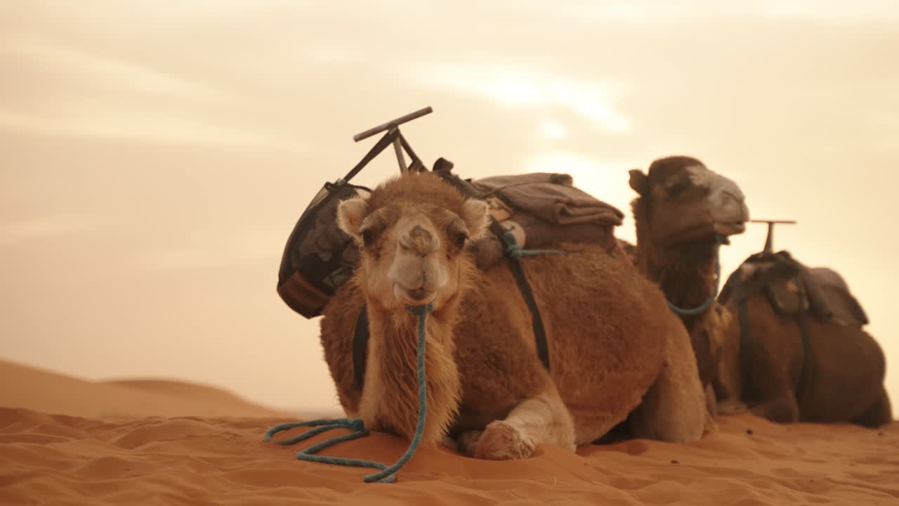 Two camels rest on warm Sahara desert sand, bathed in soft golden sunset light