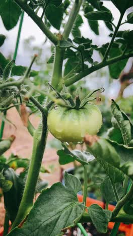 tomate verde en la vid