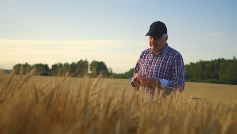 Senior-Adult-farmer-takes-his-hands-on-the-wheat-spikes-and-examines-them-while-studying-at-sunset-in-a-cap-in-slow-motion