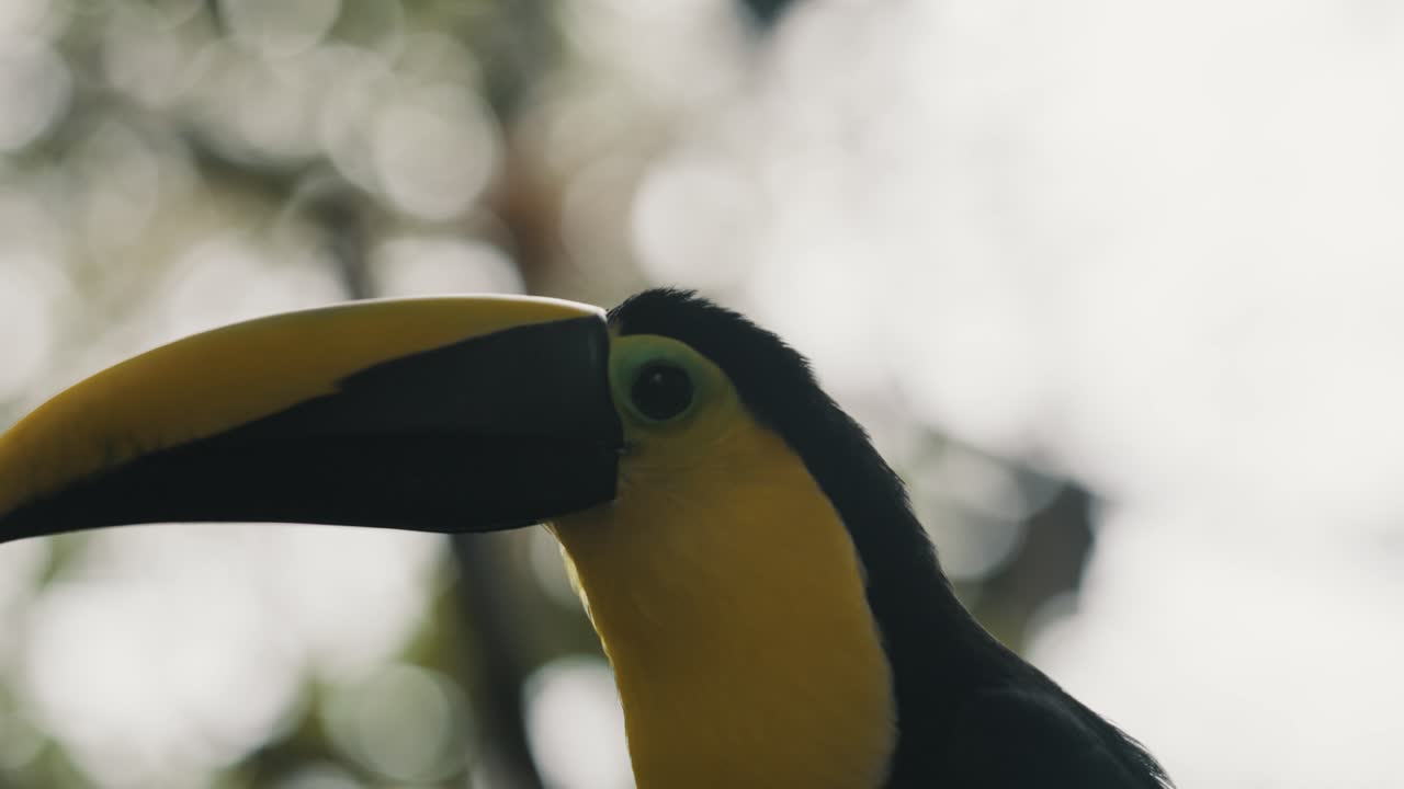 Close-up de tucano-de-garganta-amarela descansando na floresta na Costa Rica, América Central
