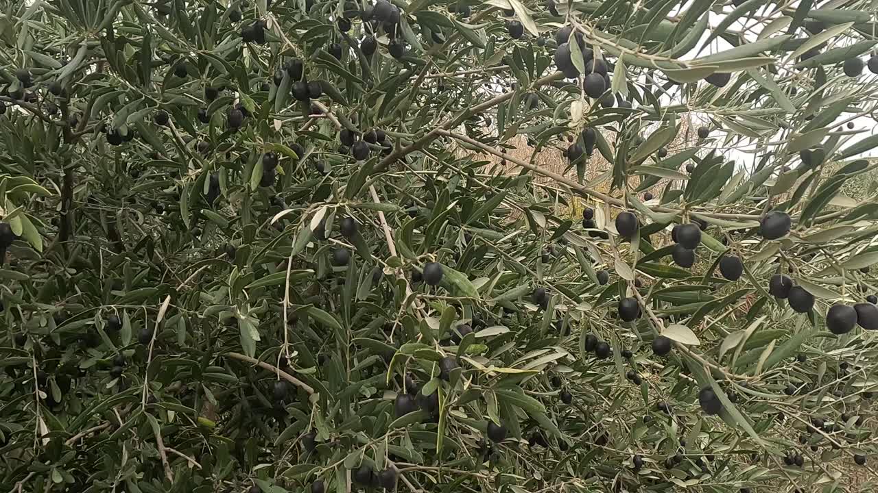 Ulivo con rami carichi di olive verdi e viola in maturazione, circondato da foglie esili. Serena scena mediterranea durante la stagione del raccolto, che simboleggia l'agricoltura e la produzione di olio d'oliva