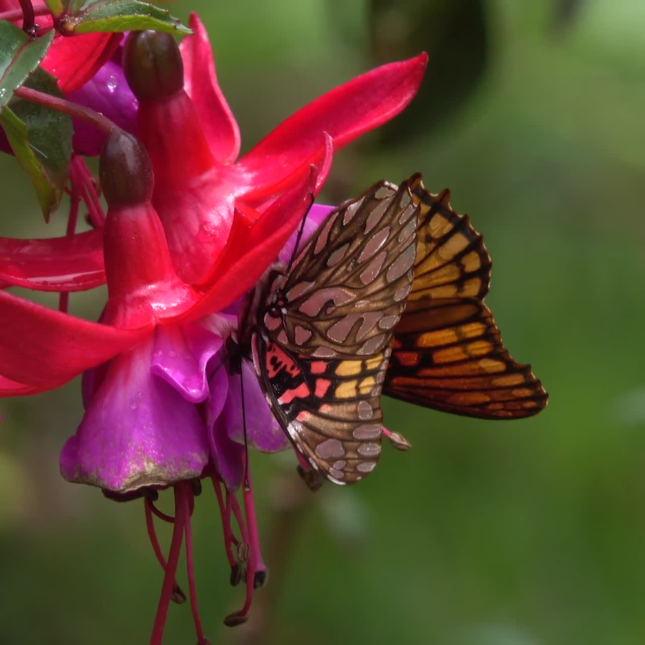 una mariposa fritillaria en una flor de corazón sangrante en la selva de costa rica