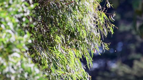 Blätter-Bewegen-Sich-Im-Sanften-Wind