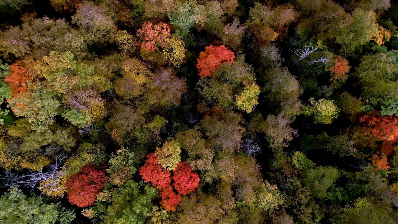 vista aérea de arriba hacia abajo de un bosque en hermosos colores rojo y naranja otoñal