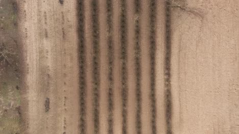 aerial: agriculture field soil ready to be cultivated with growing crops and raising livestock