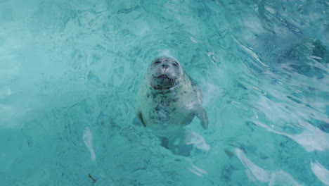 a young gray seal looks out of the water, looks at the camera