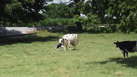 Amish-Cow-Protecting-it's-New-Born-Calf