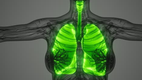 science anatomy scan of human lungs