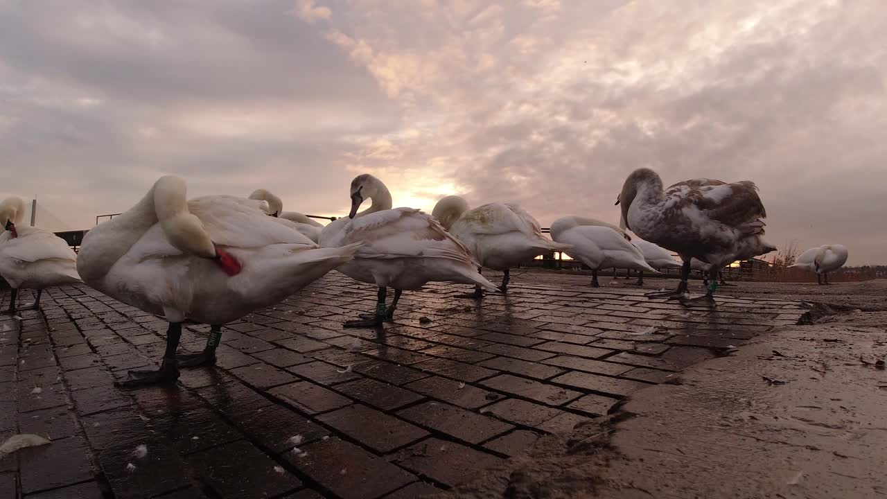 los gansos se reunieron en el canal del canal al amanecer temprano en la mañana