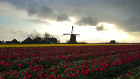 Amanecer-Brillante-En-El-Molino-De-Viento-Holandés-Noorder-g-Con-El-Famoso-Campo-De-Tulipanes