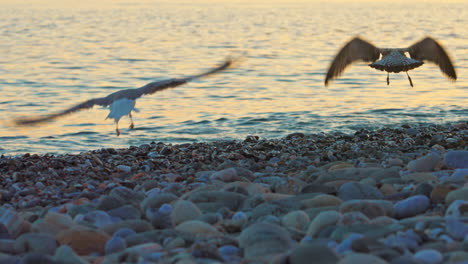 seagulls on the coastline during sunset flying away after girl runs to scare them away