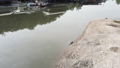 Asian-monitor-wizard-climb-along-river-at-Batu-Kawan,-Penang,-Malaysia.