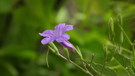 Hermosa-Ruellia-Tuberosa-Flor-En-El-Viento