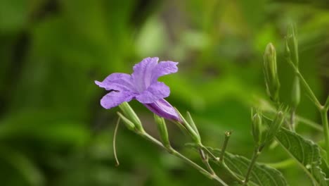 hermosa ruellia tuberosa flor en el viento