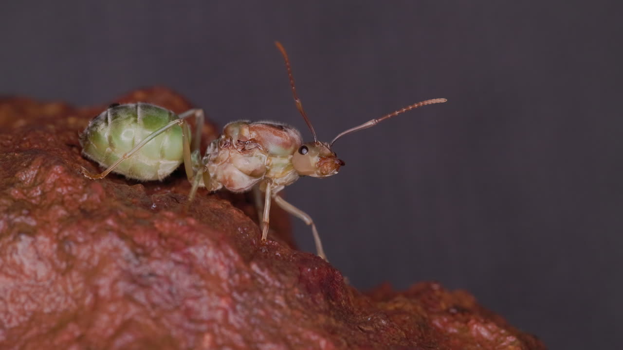 Detailed portrait of a female queen Asian Weaver Ant showcasing its unique green coloration