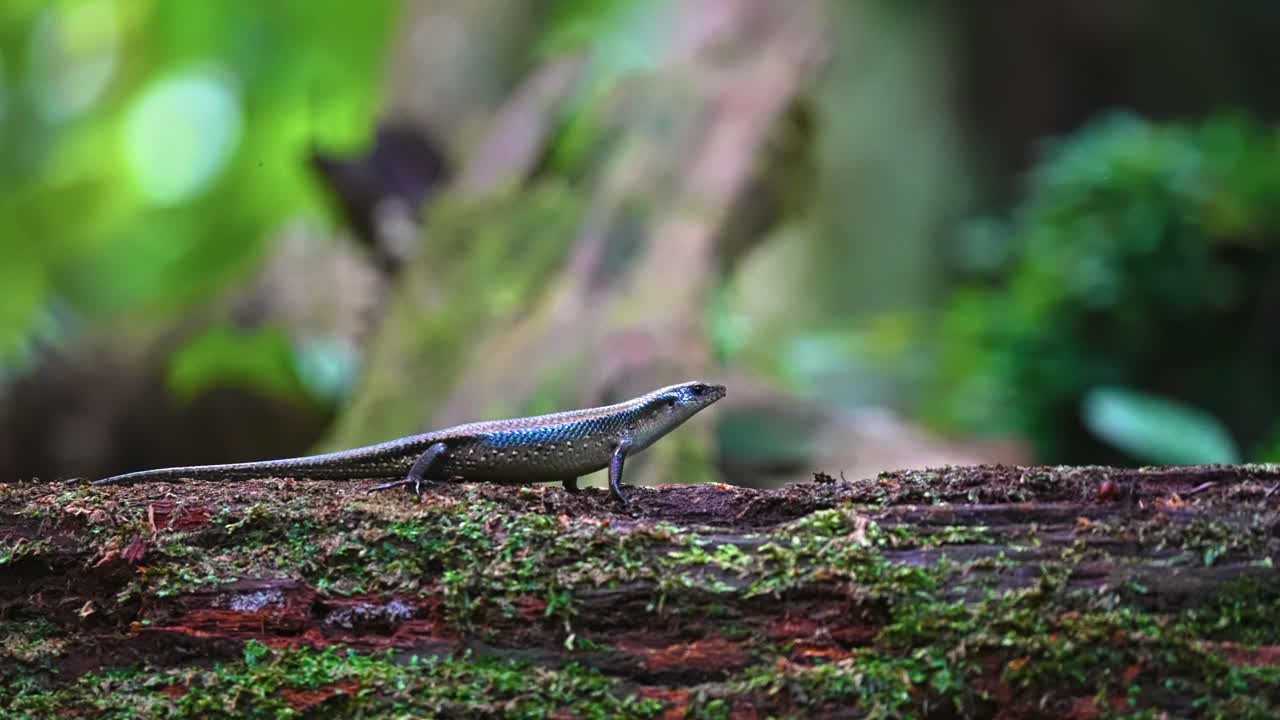 Western Skink (Plestiodon skiltonianus) Lizard In The Tropical Forest. Selective Focus Shot