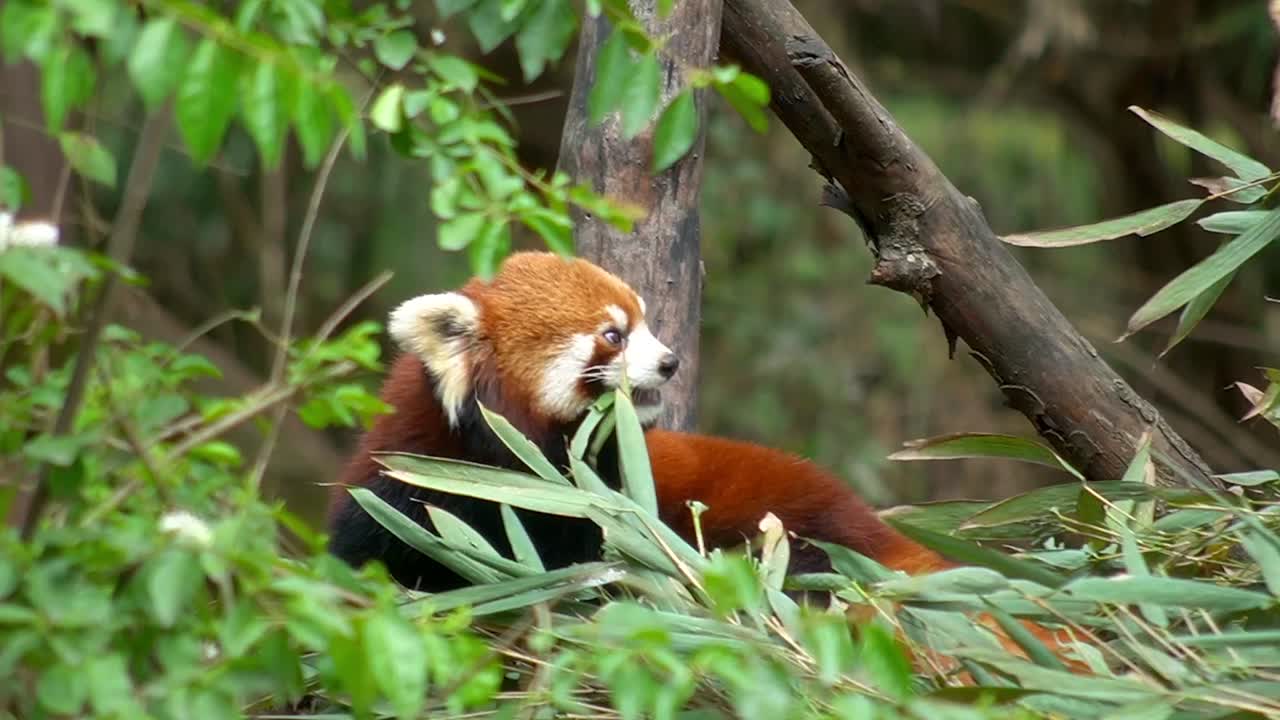 히말라야 의 숲 에 서식 하는  ⁇ 은 판다 는, 활기찬  ⁇ 은색 털, 두꺼운  ⁇ 리, 가면 을 쓴 얼굴 으로 유명한 사랑스러운 포유류 입니다