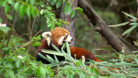 El-Panda-Rojo,-Originario-De-Los-Bosques-Del-Himalaya,-Es-Un-Adorable-Mamífero-Conocido-Por-Su-Vibrante-Pelaje-Rojizo,-Su-Cola-Tupida-Y-Su-Cara-Enmascarada