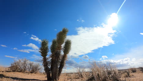 joshua tree en primer plano con el sol y el paisaje nublado sobre el paisaje árido del desierto de mojave - lapso de tiempo de larga duración