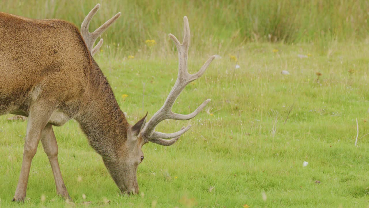 Red deer stag with large antlers grazing in lush Highland meadow under soft daylight