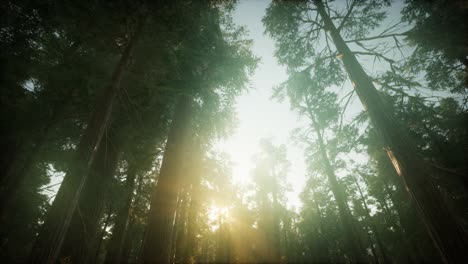 paisaje de puesta de sol brumosa del bosque de secuoya