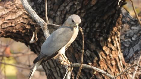 Sharp-shinned-hawk-waiting-for-pray.