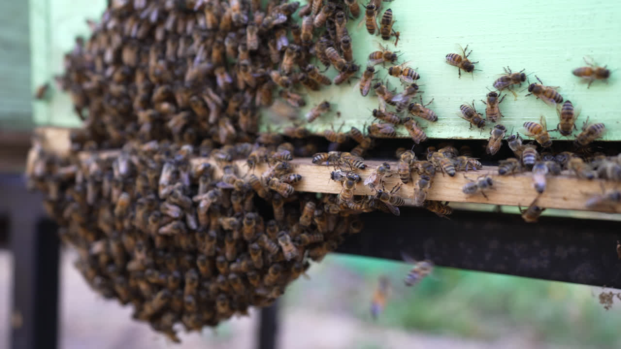 las abejas melíferas enjambran una colmena de madera verde mientras se reúnen y trabajan juntas en un entorno al aire libre