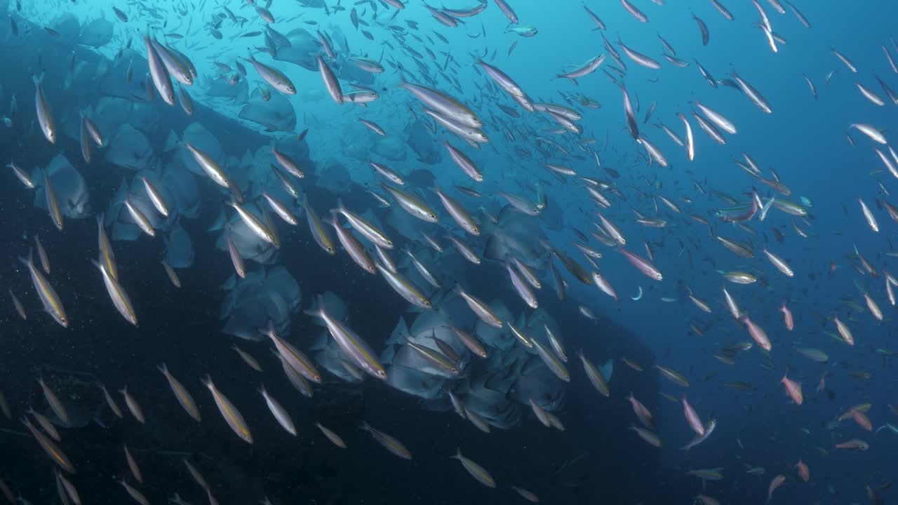 Underwater footage moving towards large schools of fish slowly parting way to reveal the rusty side of the Ex-HMAS Tobruk scuttled to provide a wreck dive for scuba divers