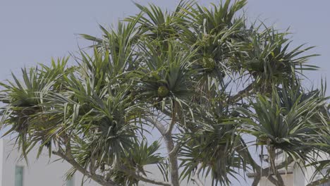 las palmeras se balancean suavemente en la brisa