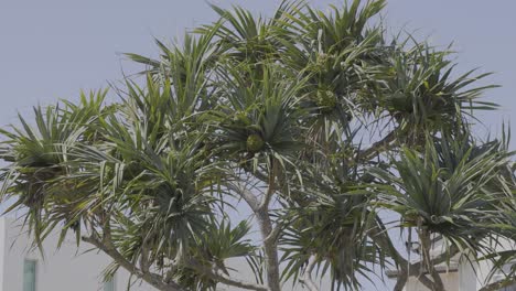 palm trees gently swaying in the breeze