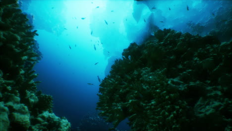 stunning underwater scene with coral reef and fish