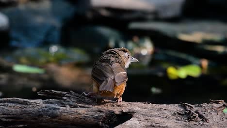 The-Abbot’s-Babbler-is-found-in-the-Himalayas-to-South-Asia-and-the-Southeast-Asia