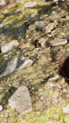 primer plano de musgo y rocas en el suelo del bosque