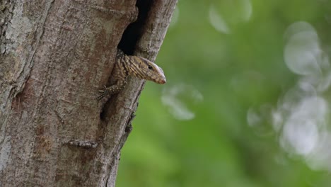 mirando hacia la derecha con la pierna izquierda hacia afuera , cierra los ojos e inclina la cabeza para dormir, lagarto monitor nublado varanus nebulosus, tailandia