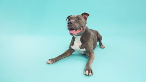 american pitbull terrier lying in blue background studio with copy space