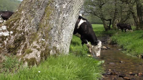 Cow-Walks-into-Stream-to-drink,-Camera-Tracks-and-follows-Cow,-1080p-20-seconds