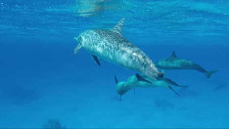 delfines besándose en la vaina en la superficie y un primer plano