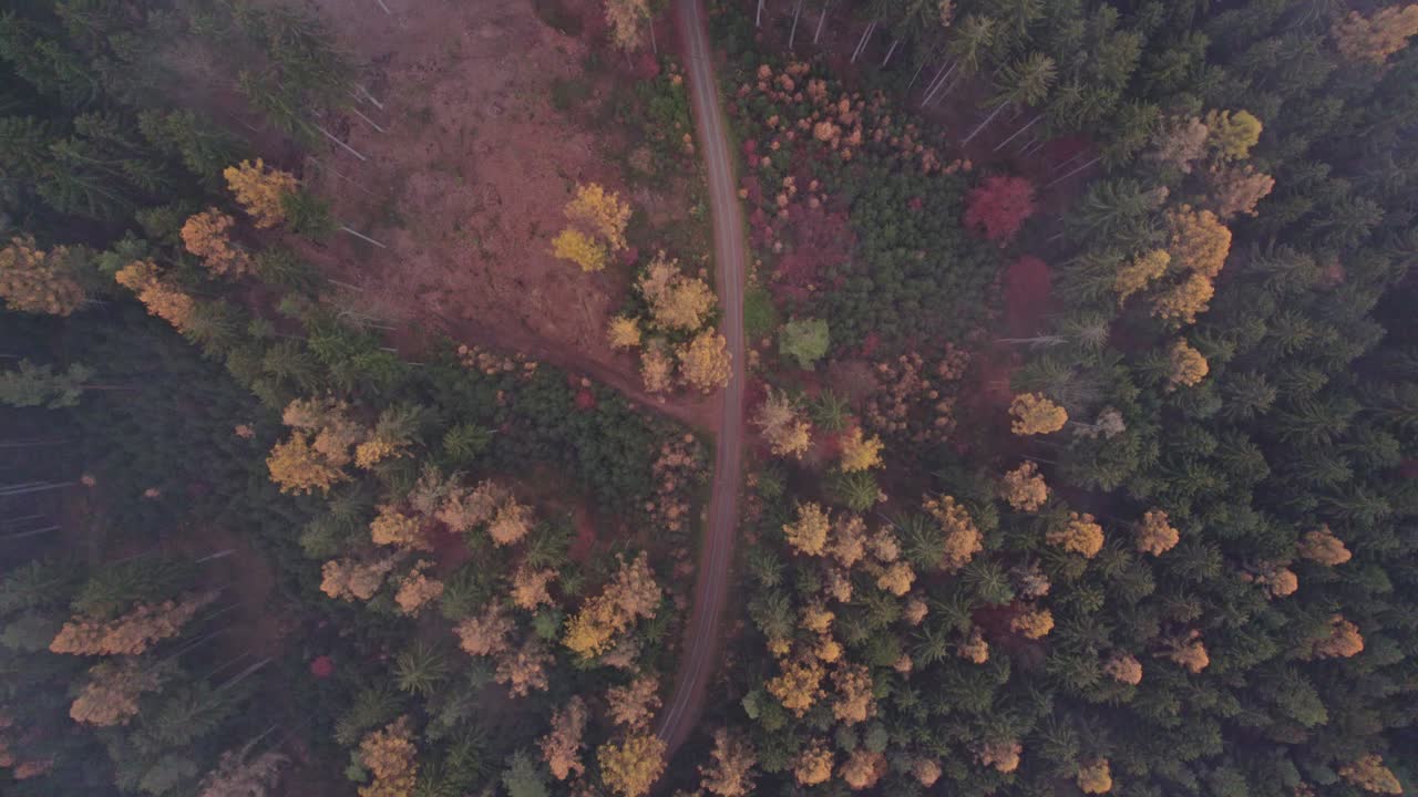 아침 안개 속에서 노랗고 붉은 잎으로 가득한 다채로운 가을 숲을 통해 길을 내려다 봅니다.