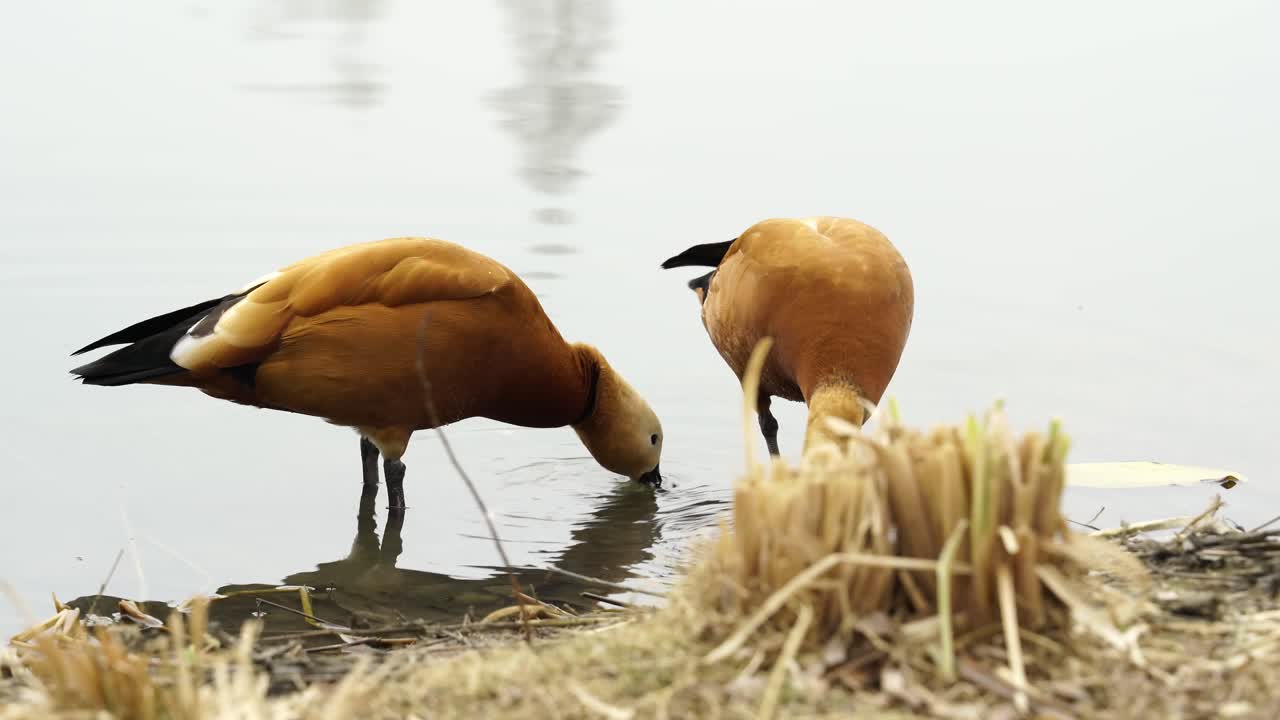 Angutların (Tadorna ferruginea) Yaşamı 3