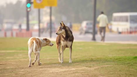 indian street dogs walking in a park