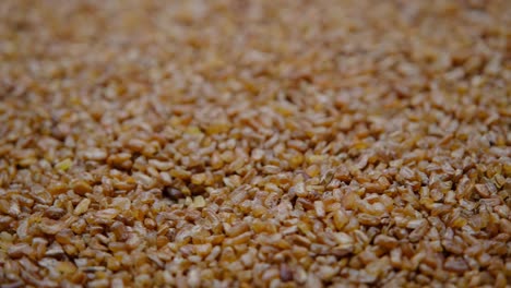 rotation of wheat grit close-up. solid wheat varieties. wheat porridge.