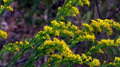 flores de vara de oro en el sol de verano y brisa fuerte