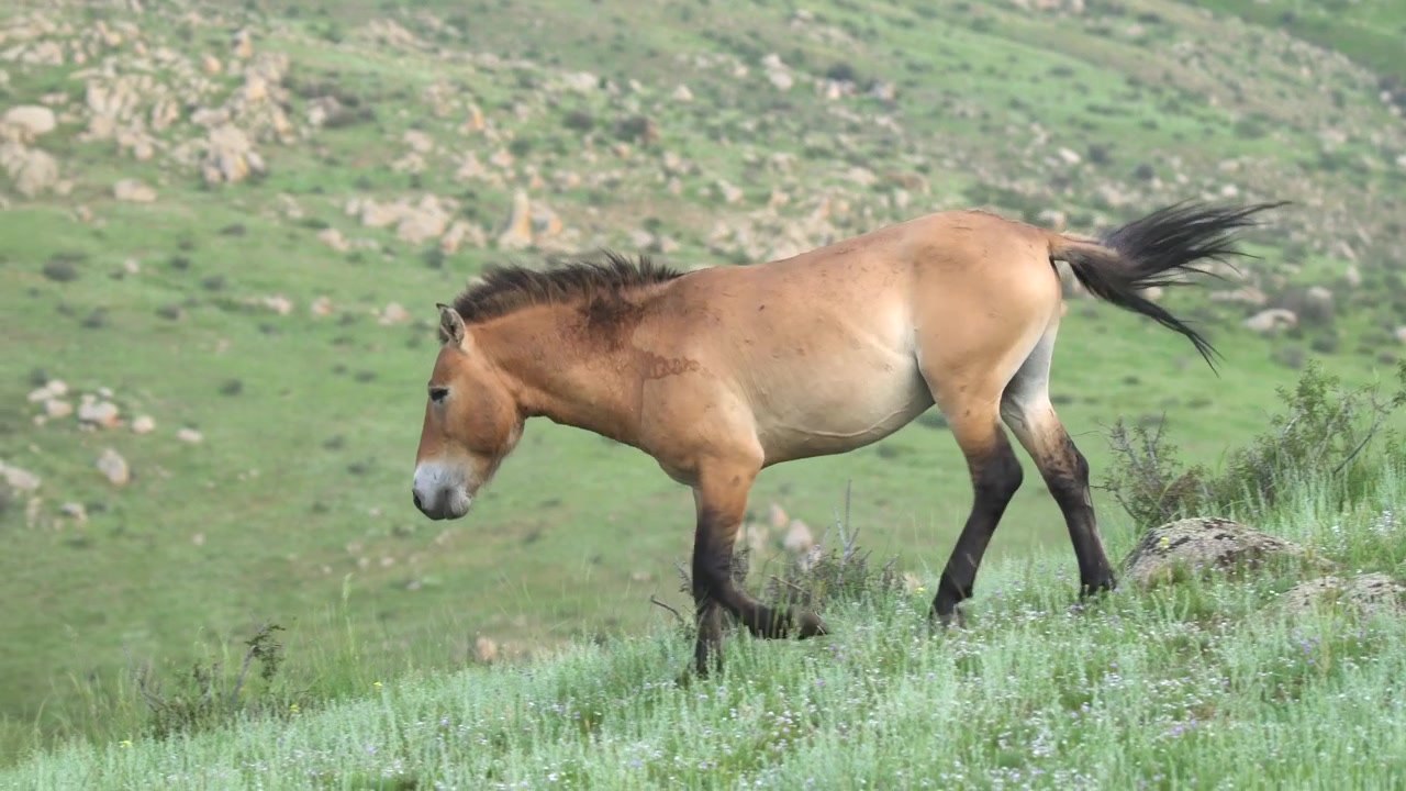 Cavalo de Przewalski Caminhando em uma Encosta Gramada