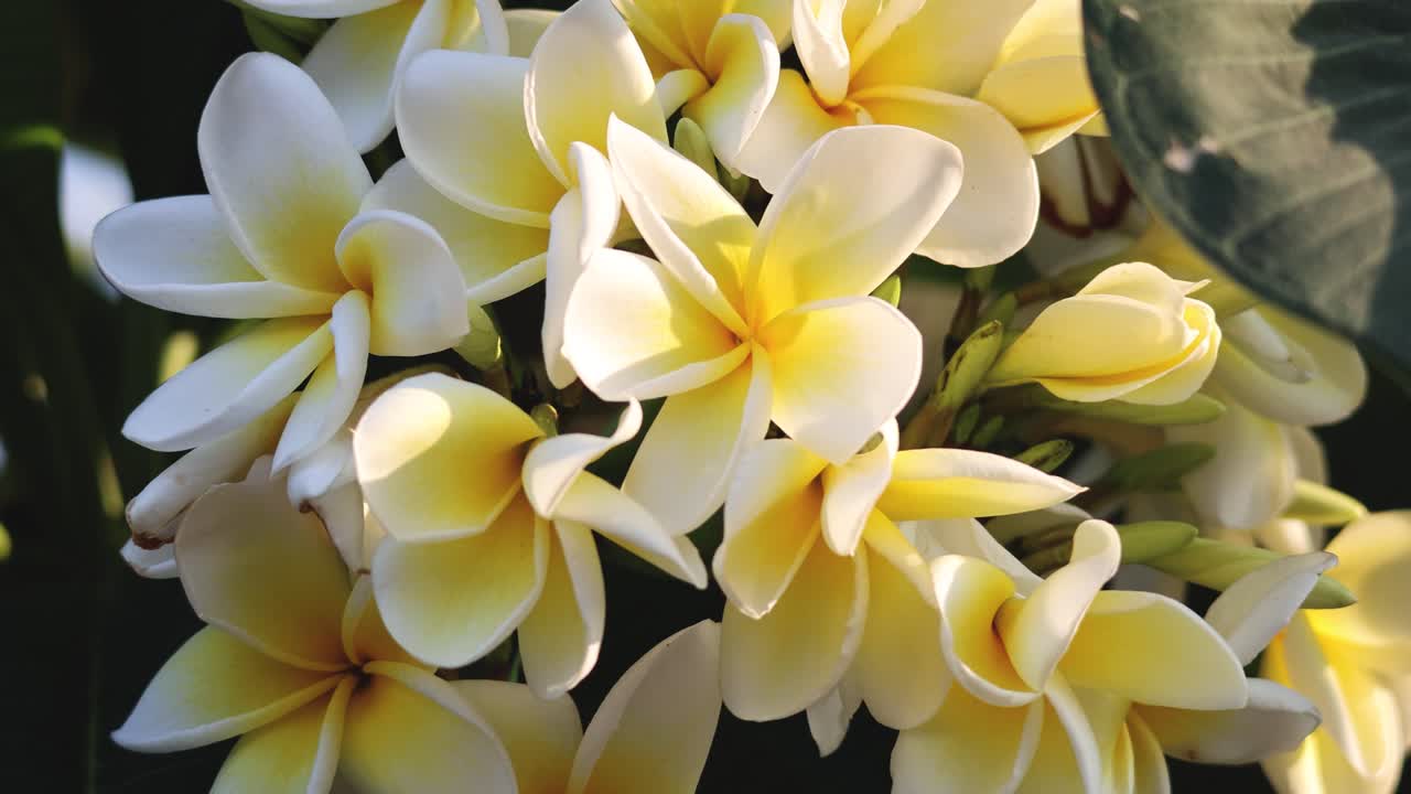 primer plano de las vibrantes flores de plumeria en la luz natural