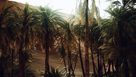 palmeras dentro de las dunas