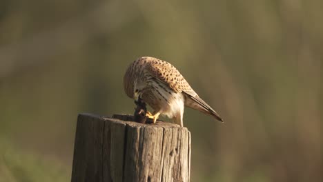 Un-Pájaro-Cernícalo-Común-Devorando-Una-Presa-De-Ratón-Con-Su-Pico-Afilado-Y-Sus-Garras